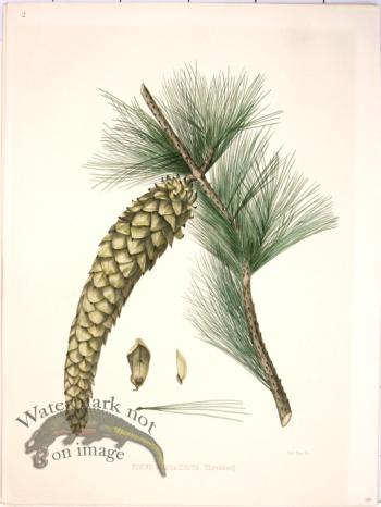 Lawson Pine Cone 21